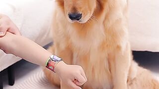 狗狗_好玩么_幼稚_Is it fun_ Naive
