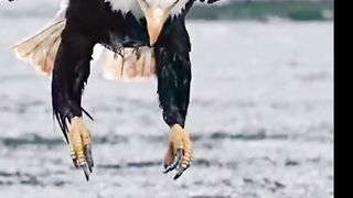 Eagle catch fish 2
