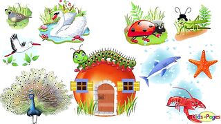 Sea Animals, Insects and Birds Names and Sounds