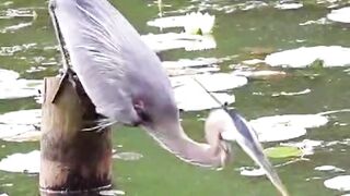 Heron catch fish in deep water