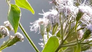 hubner wasp eat flower