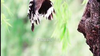 Hud Hud bird feed her kids
