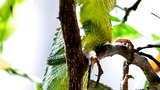 green crested lizard
