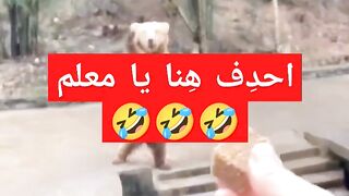 دب لطيف يطلب القاء الطعام من الزوار