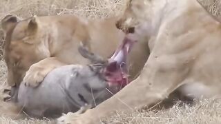 The lions Feast on the African savannah