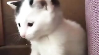 Gatito aprendiendo a lavar su carita.