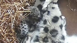 Video tierno, gatito durmiendo.