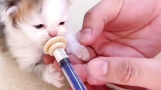 Cat drink milk