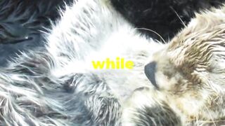 Mind Blowing Otter Facts You Didn't Know!