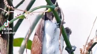 bird are making nests