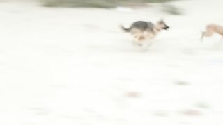 Dog ???? 7