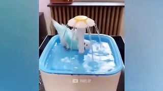Funny pets _ try not to laugh _ funny birds