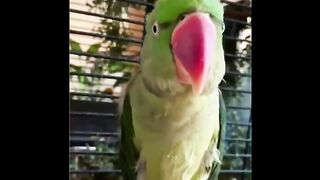 funny Birds Compilation   Pets World #20
