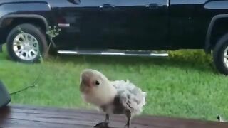 Funny birds video.