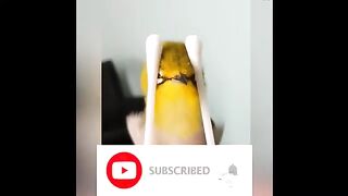 Funny Birds Video - Funny Animal Videos - Animal Reaction To Food