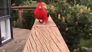 Baby Animals Funny Parrots and Cute Birds