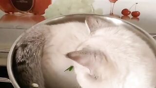 Cats video 7