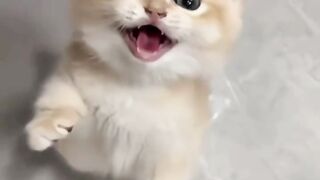 Cute cat 114