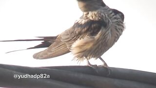 bird in the morning