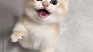 So cute cat 4