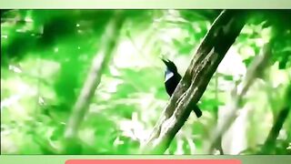 يستعرض هذا الطائر باسلوب رائع للفت انتباه الانثى #animals #shorts #viralshorts#global