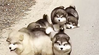 Cute dogs cub