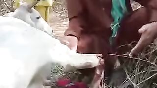 Which Pakistan?