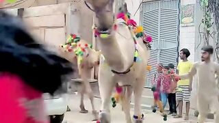 video me kitna camel hain guys
