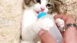 ارجوك لا تأخذ الحليب منها مره اخرى فانها لا زالت طفله #cats#babycat#cute#babycute