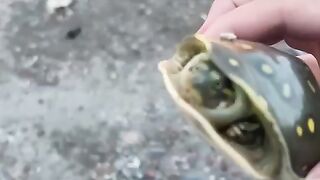 turtle ???? #love #turtle #video #viral #trnding
