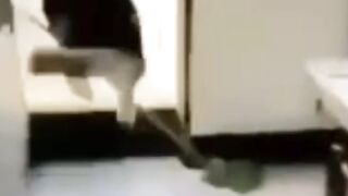 Pets & Animals, Dogs