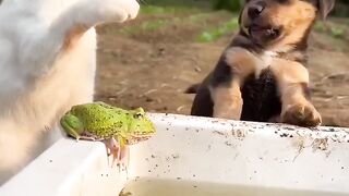 Pets & Animals 8