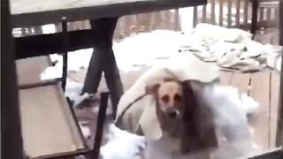 Pets & Animals 9