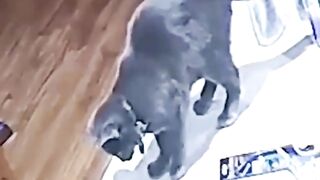 Pets & Animals 10
