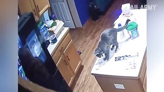 Pets & Animals 11