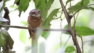 لماذا هذا الطائر حزين #bird#animal#shorts#sad