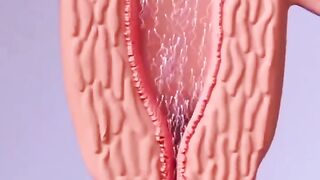Stages of sperm development