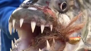 What kind of fish is this? 2