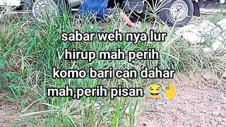 ayam broiler || kata kata lucu 516