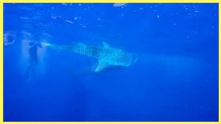 Snorkeling trip  with  whale shark and dolphins  off diani Beach