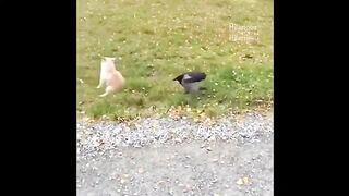 #funnybirds #funnyvideo Try Not To Laugh