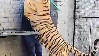 Dangerous Bengal Tiger Bites On My Neck