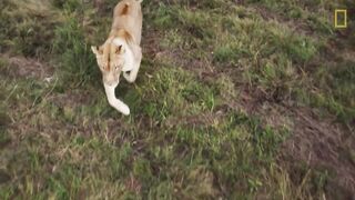 Interesting things about a lion king of jungle