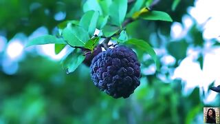 Creamy custard apples-- converted to creamy steam buns _ mixing with mulberries for evening jam rolls