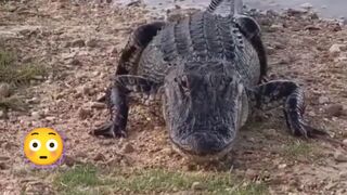 This crocodile knows what he wants well, not the fish