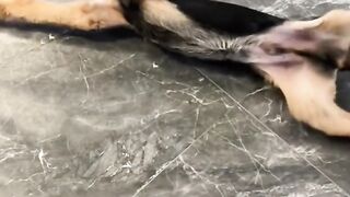 Dogs Suffering For Seizures