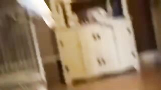 Funny bird videos