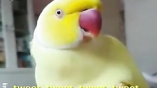 Funny bird 3