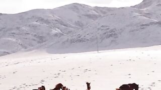 Horses 6