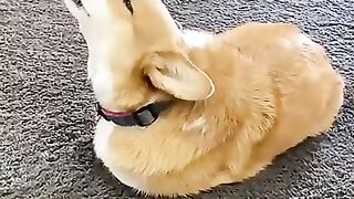 Dog Thinks He’s a POTATO!